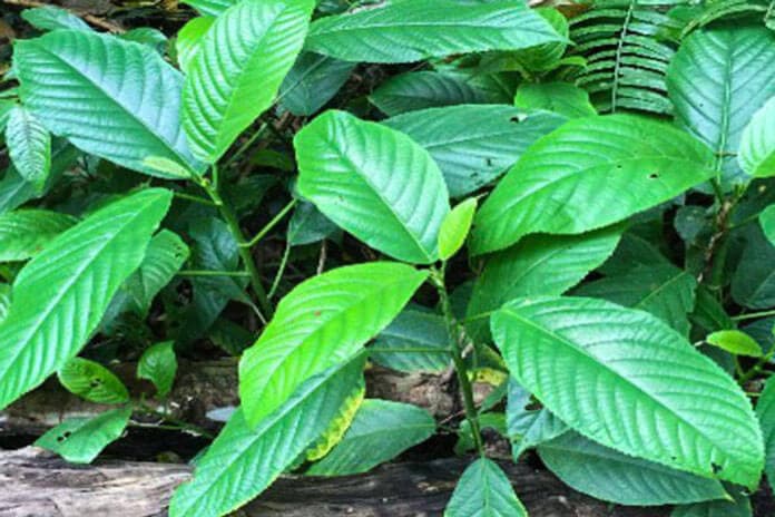 Itchy Plants (Nang Hai) normally grow along the banks of the river.