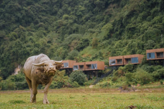 From the green field look back to Tu Lan lodge