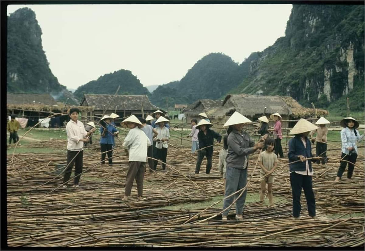 Rattan broaching - manual labor at Phong Nha in the 1990s