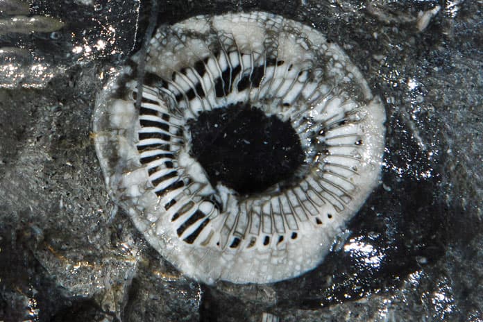 The Fossil Passage inside Son Doong Cave