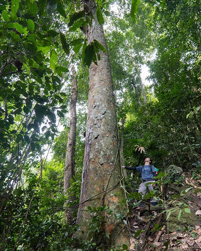 One of the ancient trees on the trek route