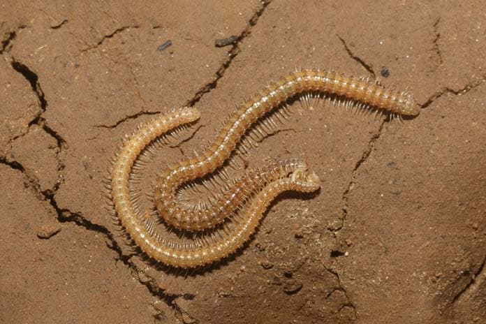 Some new species of fish, woodlice, centipedes, millipedes, spiders, scorpions,... with white body and no eyes founded in Son Doong Cave.