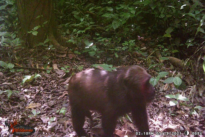 Stump-tailed Macaque