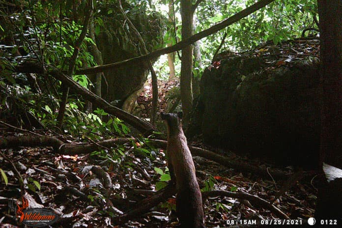 Yellow throated marten