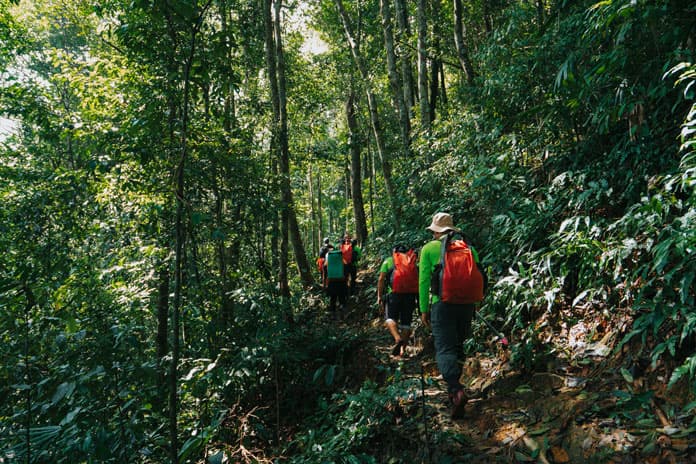 Trekking through green forests.