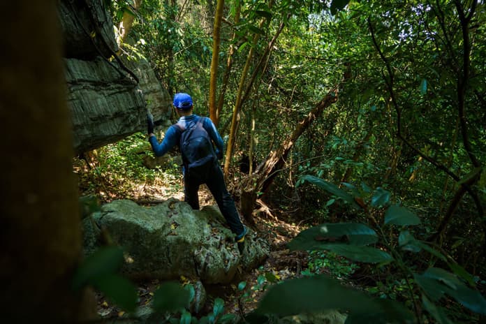 Trekking path through the green forest canopy