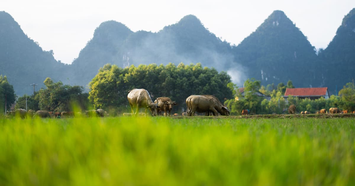Tan Hoa: A weather-adaptive tourism village