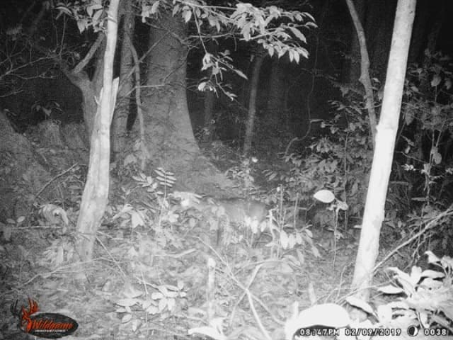 Extraordinary Life in Phong Nha Ke Bang and Efforts to Protect Saola