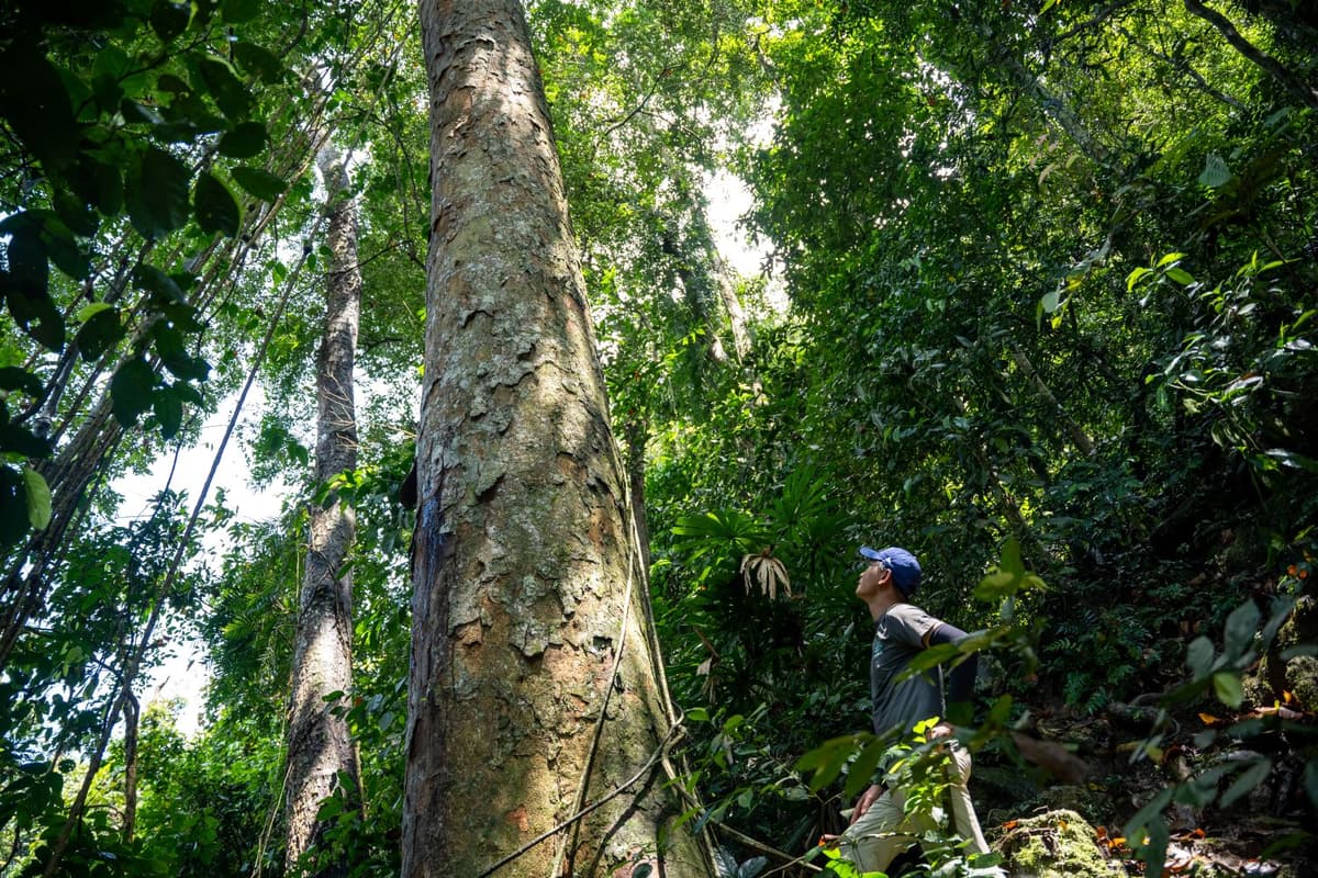 Discover the Hidden Wonders: A Journey Through Enchanting Jungles with Oxalis Adventure