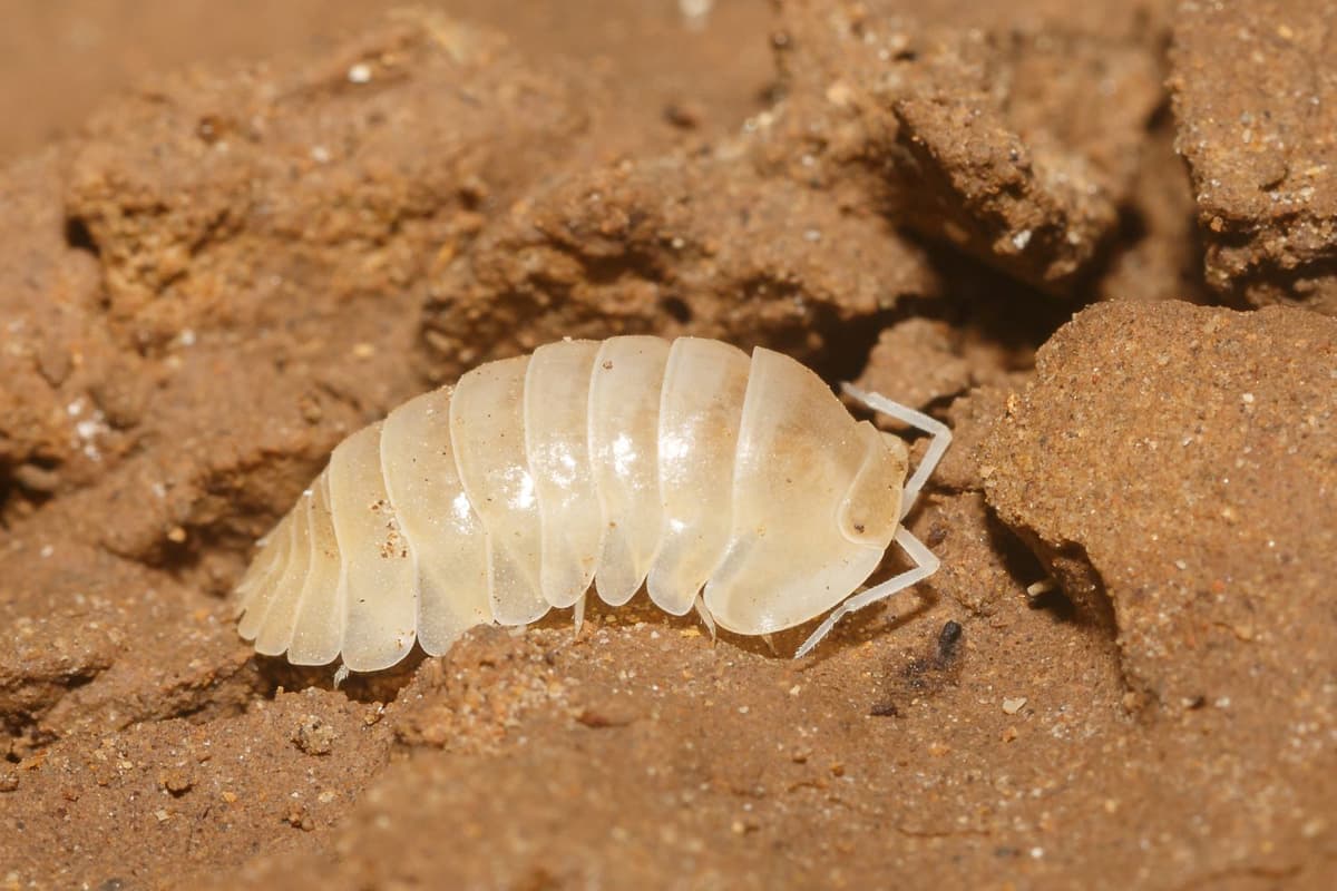 6 Amazing Animals That Live In Caves