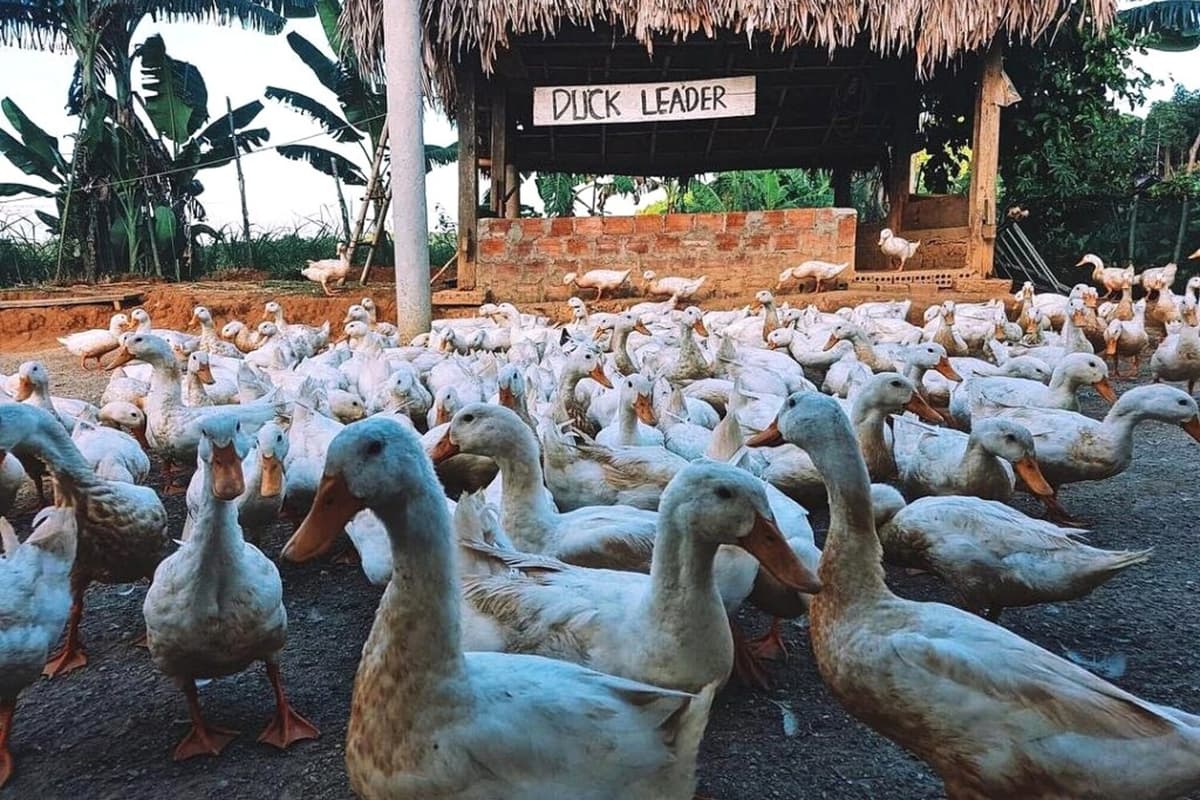 The Duck Stop: Phong Nha's Fun Experiences with Ducks