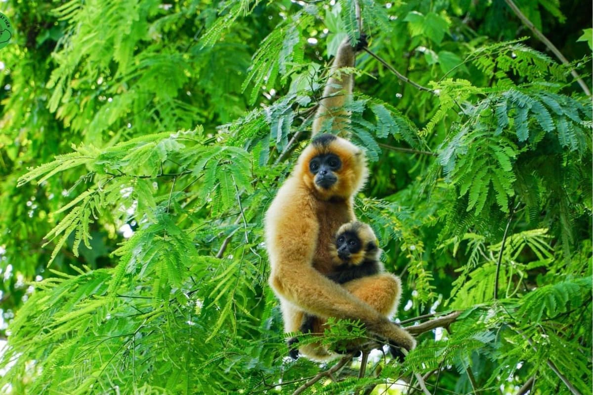 Exploring Cat Tien National Park: Tips for adventurers