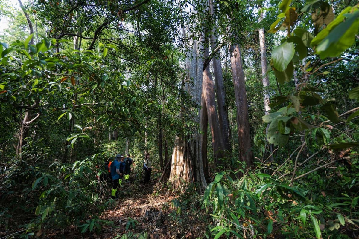 Major Types of Forest: Characteristics, Locations, and Facts